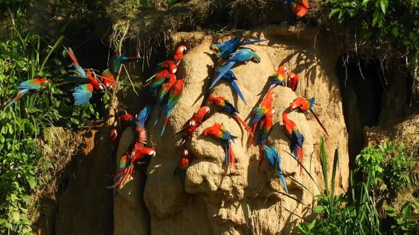 Hike through the Rainforest and Observe Exotic Birds at Macaw Clay Licks